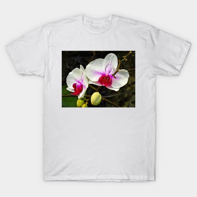 Orchid Study 10 T-Shirt by bobmeyers